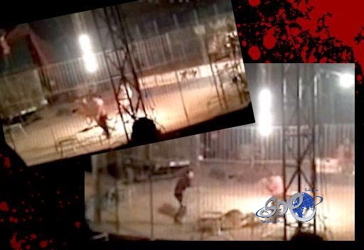 بالفيديو.. نمر يقتل مدربه أثناء عرض سيرك في المكسيك