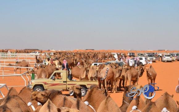 تقرير أمني يكشف عن انتشار التعصب القبلي وغسل الأموال والمخدرات في “أم رقيبة”