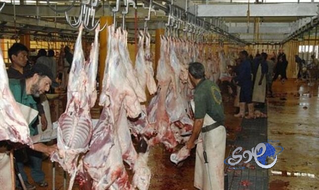 إتلاف 120 رأس أنعام بمسالخ جدة