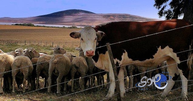 رفع حظر استيراد الأغنام والأبقار من تركيا