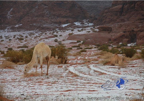 الهند تفحص خفافيش حديقة حيوانات بحثاً عن فيروس نيباه القاتل