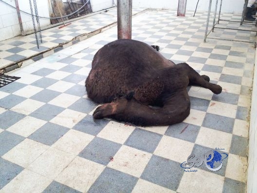 إغلاق ملحمة ومسلخ بتربة بعد اتهامات ببيع ناقة نافقة