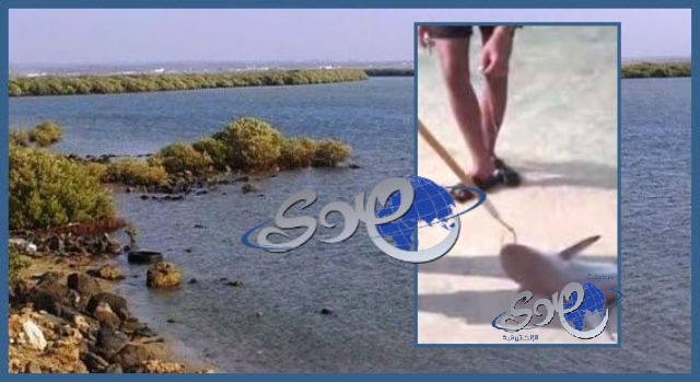 هاوي يوثق بالفيديو وجود أسماك القرش بالقرب من سواحل عسير