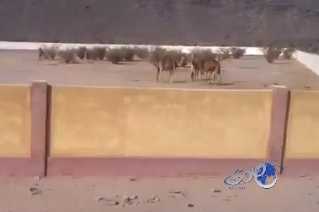 بالفيديو..قطيع من الإبل يقتحم المقبرة الجديدة بـ حيفة بيشة