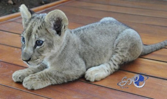 الحياة الفطرية تتوعد بمصادرة أسد مكة ومعاقبة صاحبه