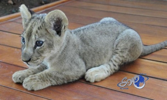 هيئة الحياة الفطرية : ننتظر رد الامارة وشكوى سكان الحي لمصادرة أسد مكة