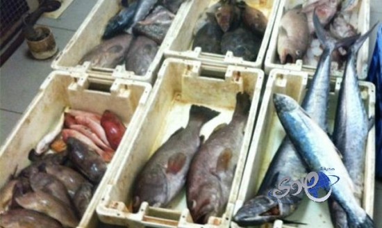 أمانة الأحساء تضبط  500 كيلو من الأسماك الفاسدة