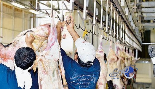 20 ألف ذبيحة مجمدة من لحوم الهدي والأضاحي تصل إلى اليمن