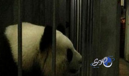 أفلام إباحية لإثارة حيوانات الباندا