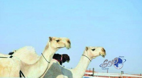 أول دعوى تشكك في نزاهة لجان تحكيم “مزاين أم رقيبة”