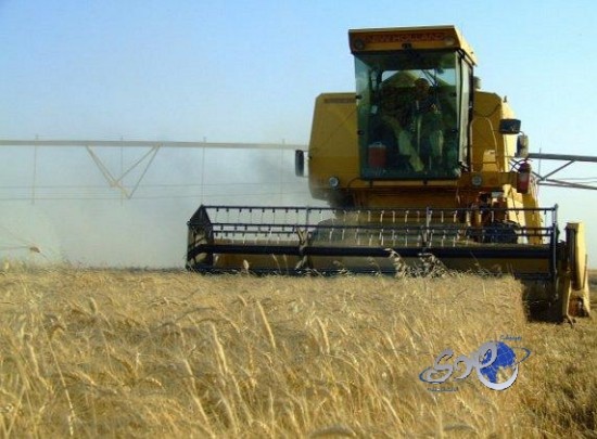 “صوامع الغلال” : 2015 سيكون آخر عام لزراعة القمح محلياً