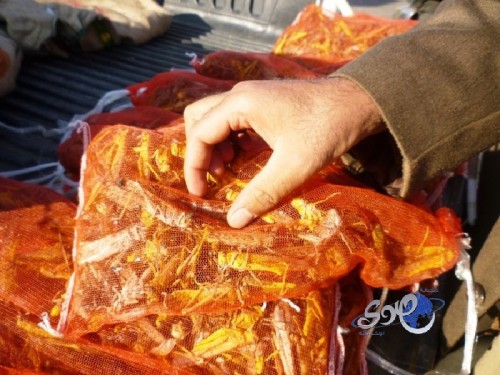 “الزراعة” تحذر من شراء الجراد الصحراوي