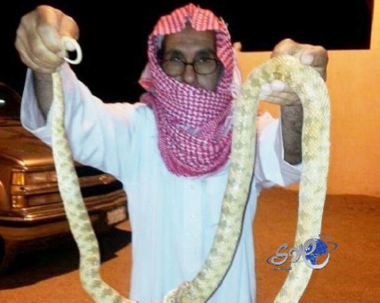 بالصور.. ثعبان ضخم يهاجم عائلة في غرب القصيم‎