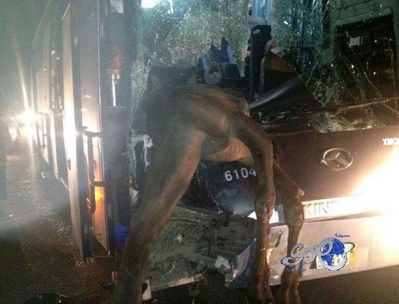 صورة من حادث شنيع : جمل سائب يصطدم بحافلة نقل جماعي على طريق &#8220;بيشة – رنية&#8221;