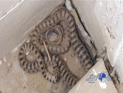 ثعبان يثير «الهلع» بين طالبات متوسطة… للمرة الثانية