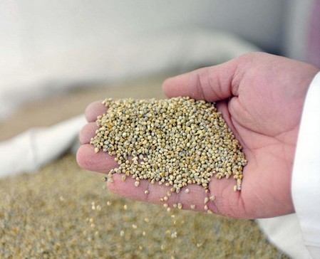 دخن ” الباحة .. منتج غني بالغذاء والدواء