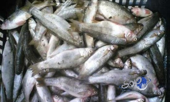 ضبط ومصادرة 125 كيلوغراماً من الأسماك الفاسدة بالأحساء