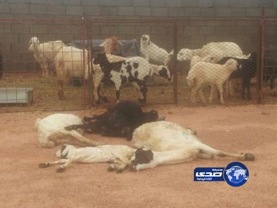 صاعقة تقتل 4 مواش بـ الحوية ونجاة صاحبها