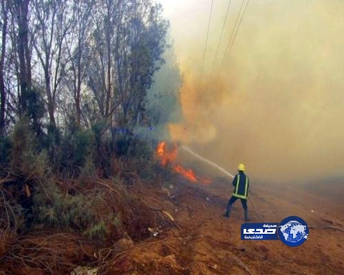 بالصور.. حريق يلتهم 1600 نخلة وشجرة في مزرعة بمحافظة تيماء