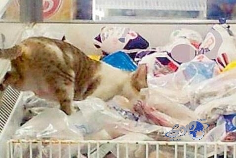 قط .. يتسبب في تغريم صاحب مركز تجاري بالأفلاج