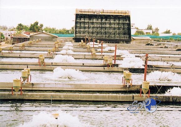 البنك الزراعي يطالب أرملة بإخلاء منزلها لوجود قرض بـ 4 ملايين على زوجها المتوفى