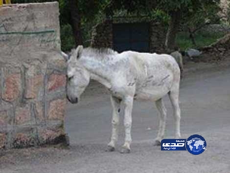 قتل جاره بسبب حمار !!