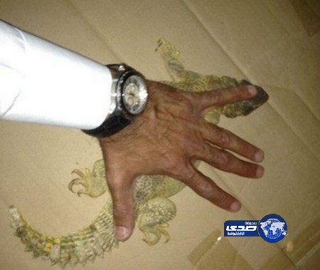 اعادة “ضب” حاول أحد المسافرين تهريبة من الرياض الى أسطنبول