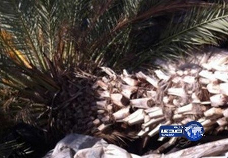 31 قتيلا في نيجيريا نتيجة سقوط شجرة