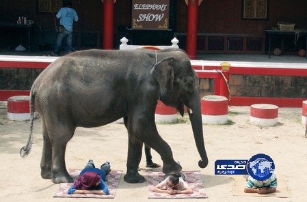 فيلة تايلند تقوم بعمل مساج للسياح !