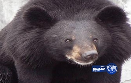 دب «أمريكي» يتسبب بإغلاق مدرسة في ميشيغان