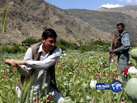 10 % من الاقتصاد الأفغاني يعتمد على الأفيون
