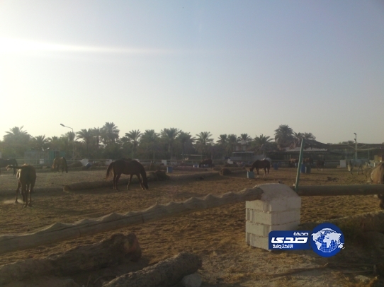 إزالة 33 إسطبلاً مخالفًا بالخبر ضمن حملة تنفذها بلدية المحافظة