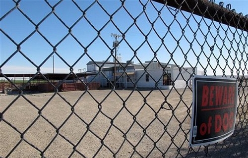 الموافقة لمصنع بأمريكا على ذبح الخيول من أجل لحومها