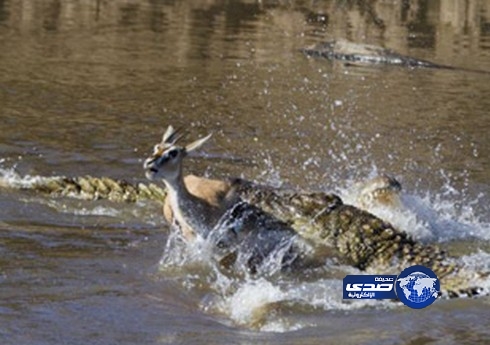 قفزة غزال تهبط به في فم تمساح