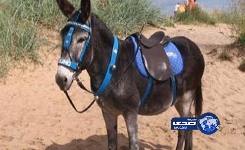 حمار يرفس صاحبه فتدهسه سيارة مسرعة وتحوله الى اشلاء