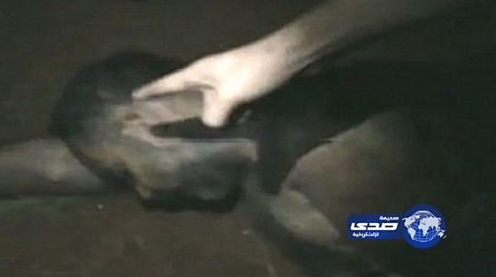 بالفيديو..مقاتلون بلجيكيون يشاركون فى قطع رأس رجل فى سوريا