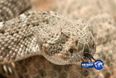 «أفعى» تباغت أحد نزلاء فندق بألمانيا