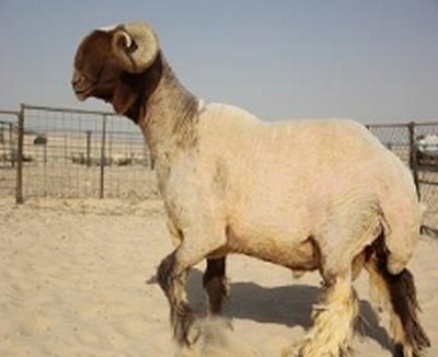 مواطن يرفض بيع “خروف” بمليون ريال