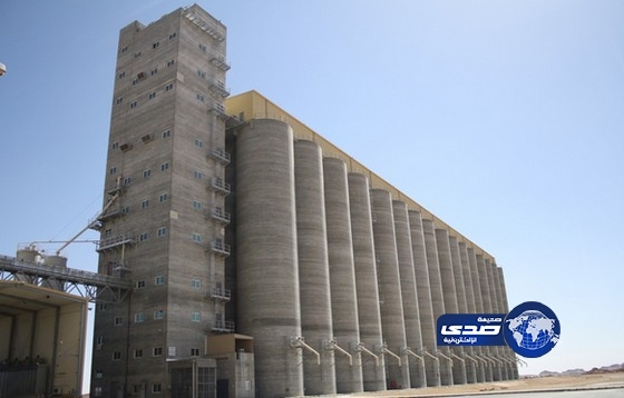 صرف 241 مليون ريال مستحقات مزارعي القمح المحلي للموسم الحالي