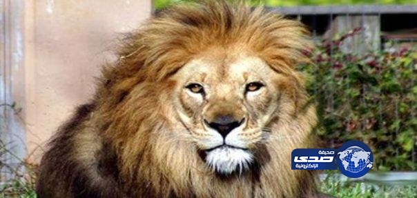 قطري يتفاجأ بأسد تحت كرسي في منزله