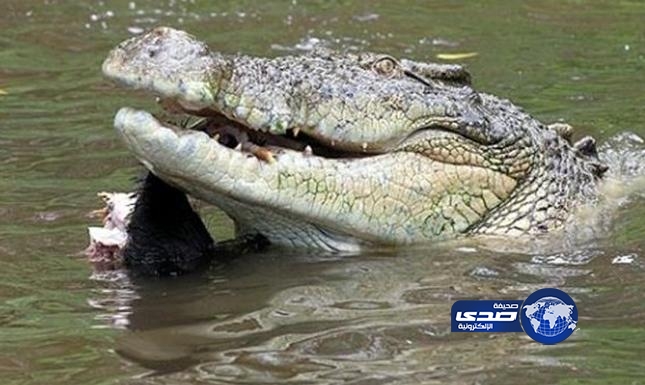 تمساح يقتل امرأة حامل وأبنها
