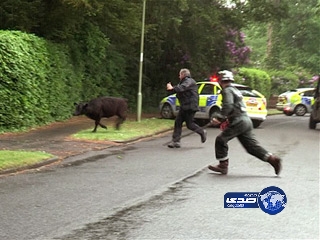 “ثور” يستنفر الشرطة البريطانية لمدة 90 دقيقه