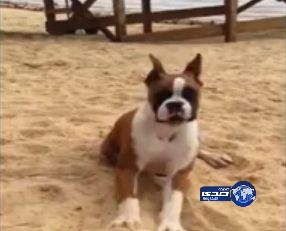 بالفيديو.. طعم الليمون يصيب كلباً بالجنون