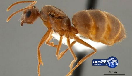 فيديو: النمل المجنون يهاجم أميركا ويأكل الجوالات والأجهزة اللوحية