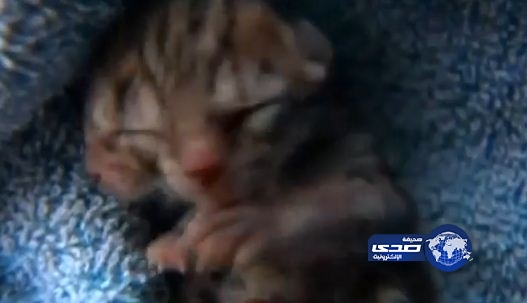 بالفيديو.. في ظاهرة نادرة .. قطة بوجهين وجسد واحد
