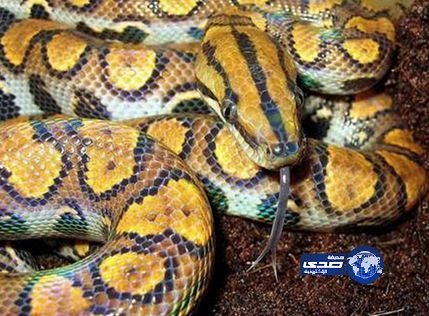 السحر الأسود يرفع سعر الأفعى اليهودية إلى مليون دينار