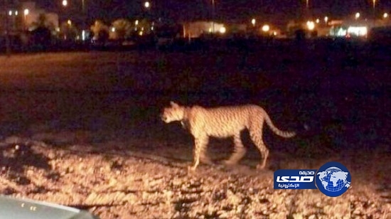 الشرطة تنجح في الإمساك بنمر بحي الزراعة بالمدينة المنورة