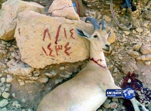 “الحياة الفطرية” تدعو للحفاظ على ثروات الوطن الفطرية وأمنه البيئي