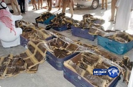 الإيقاع بفلوكة تحمل كمية كبيرة من المخدرات في الشقيق