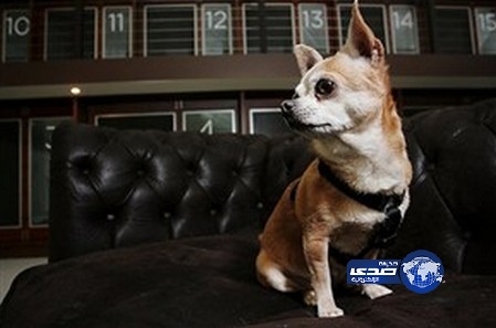 فندق «فخم» يقدم غرفاً للكلاب بالنمسا